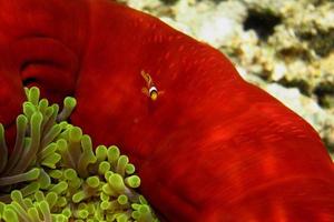 baby anemonefish in red anemone photo