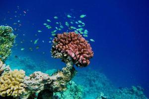 beautiful colorful single coral photo