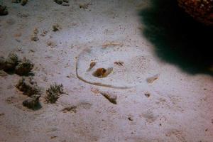 blue dot ray in the sand photo