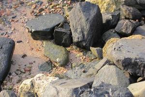 cancer between stones at ocean photo