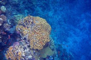coral y azul profundo