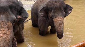 Elefanten im Nationalpark füttern video