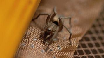 pequeña araña marrón, primer plano video