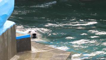 urso polar brincando na água