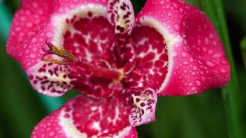 Tigridia pavonia rose fleur après la pluie