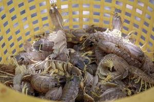 Mantis shrimp is a common seafood, Mantis shrimps caught at Southern of Thailand photo