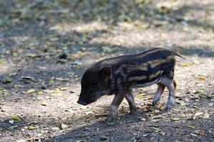 Wild boar piglet is walking in the forest photo