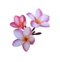 flor de plumeria o frangipani. primer plano hermoso ramo de flores de color rosa-púrpura aislado sobre fondo blanco. foto