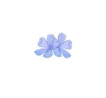 White plumbago, Cape leadwort, Close up small blue flowers bouquet isolated on white background. The side of little blooming blue flowers bunch. photo