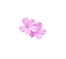 White plumbago, Cape leadwort, Close up small head pink flowers bouquet isolated on white background. The side of single blooming pink-purple flowers bunch. photo