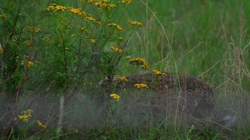 Hare near runway of Dusseldorf airport video