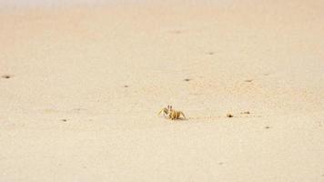 cangrejo en la playa de arena