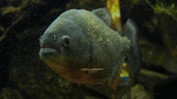 Piranha-Nahaufnahme im Aquarium