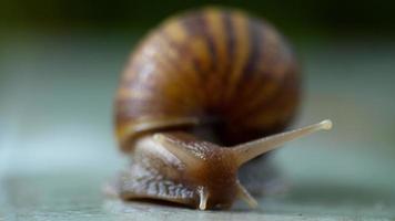 Garden snail crawling, macro video