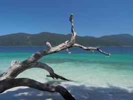 restos de arboles en la playa foto