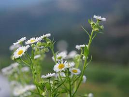 white flower background photo