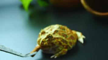 füttere deine Haustierfrösche. argentinischer gehörnter Frosch gelb mit braunen Streifen. füttere den Frosch mit einer Zange. wissenschaftlicher Name ceratophrys ornata video