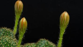 4k lapso de tempo rosa escuro ou vermelho claro muitas flores de um cacto ou cactos. aglomerado de cactos em uma panela pequena. estufas para cultivar plantas em casas. atirando no fundo preto do estúdio. video