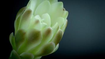 timelapse 4k. les fleurs fleurissent. cactus, fleur de gymnocalycium blanc et vert tendre, fleurissant au sommet d'une longue plante arquée hérissée entourant un fond noir, brillant d'en haut. video