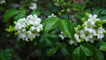 murraya paniculata ou nom orang jessamine, buis de chine, andaman satinwood, buis chinois buisson. fleurs blanches parfumées la nuit video