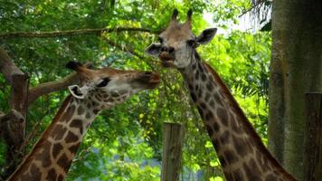 twee giraffen in savanne video