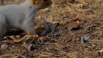 esquilo comendo sementes de girassol video