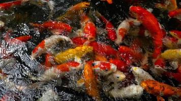 Koi fish in pond eating. video