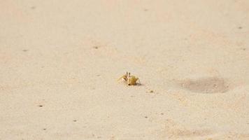 granchio sulla spiaggia sabbiosa video