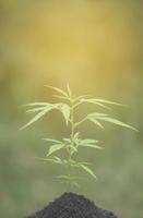 plantas de cannabis que crecen en el campo foto