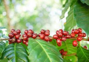 fresh coffee beans on tree photo