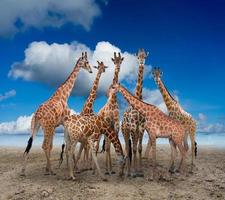 grupo de jirafas de pie en el suelo foto