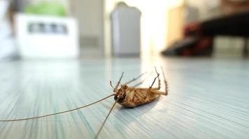 Dead cockroach on the floor photo