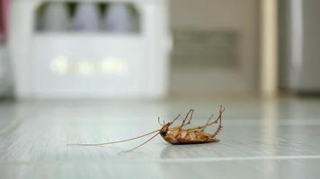Dead cockroach on the floor photo