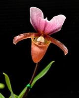 orquídea paphiopedilum charlesworthii foto