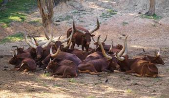 herd of ankole watusi cattle photo
