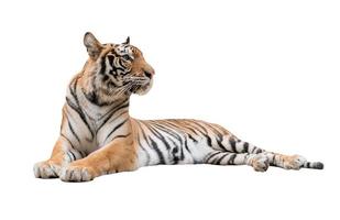 female bengal tiger isolated photo