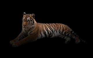 female bengal tiger in the dark photo