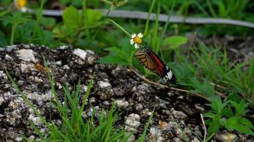 monarchvlinder op bloem video