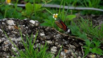 papillon monarque sur fleur video