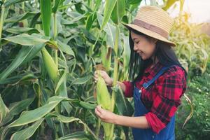 granjero feliz en el campo de maíz