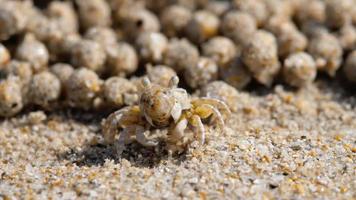 Sand bubbler crab, close-up video