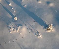Aerial view of trees and rabbit tracks on snow in winter photo