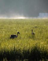 grúas en un campo verde por la mañana foto