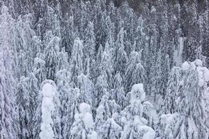 Snow covered trees in Koli National Park in Winter photo
