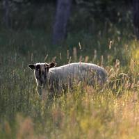 Sheep on a meadow at dawn photo