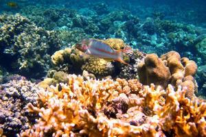junker del mar rojo entre corales foto
