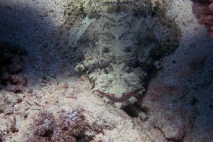 crocodilefish close on the ground photo