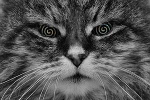 cat hypnose looking photo