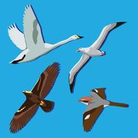 pájaros voladores albatros cisne águila y gorrión vector