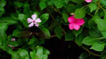 mariposa mormona común en una flor video